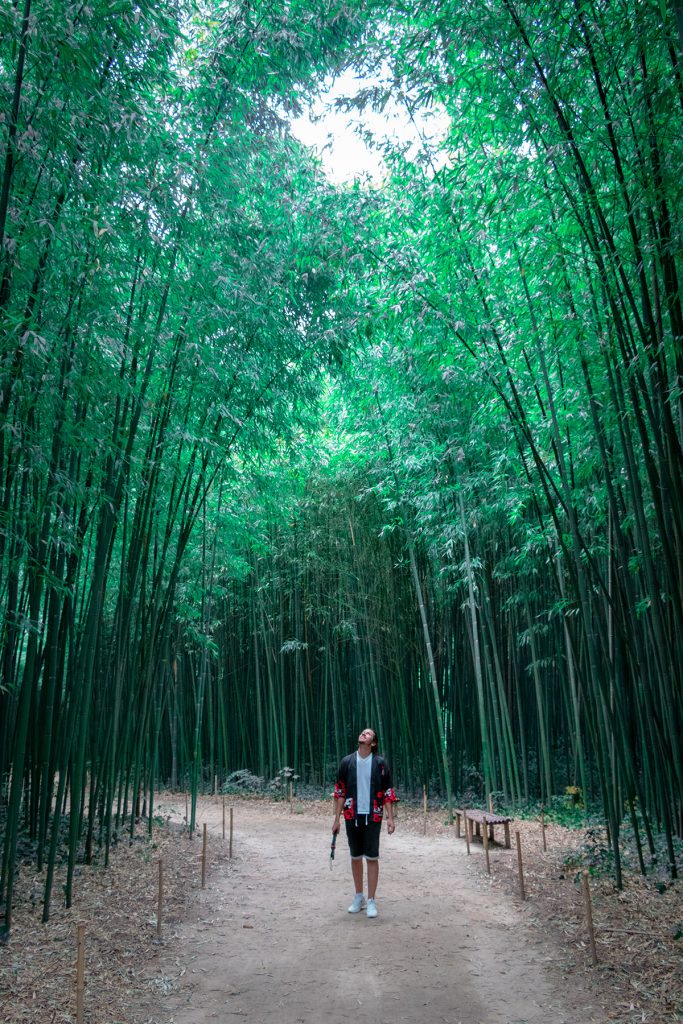 La forêt de bambous géants