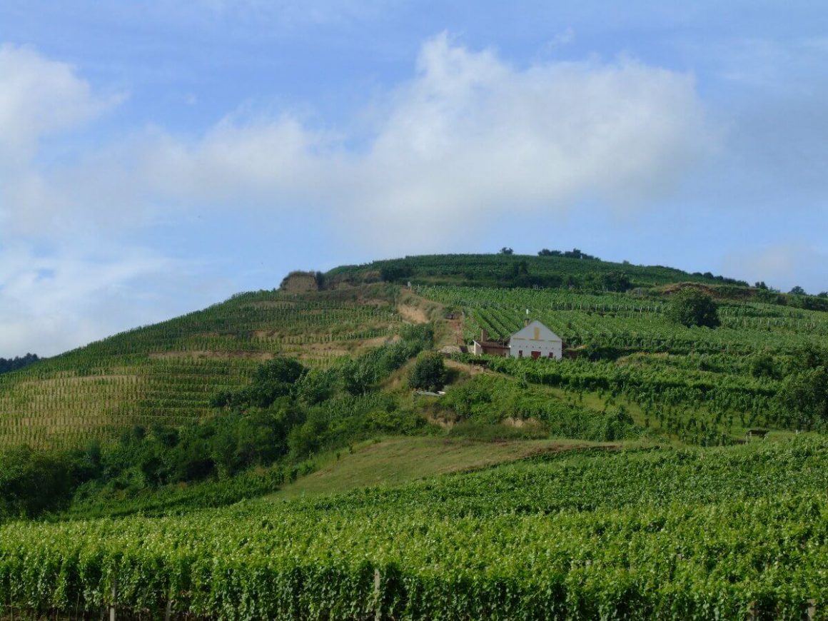 Paysage de vignobles en terrasses dans la région viticole de Tokaj, classée à l'UNESCO, en Hongrie.